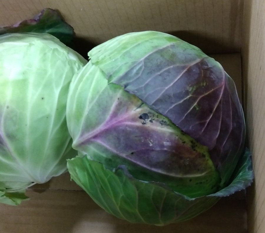 観賞用キャベツ 紫と緑の葉 キャベツの葉が紫色になっている